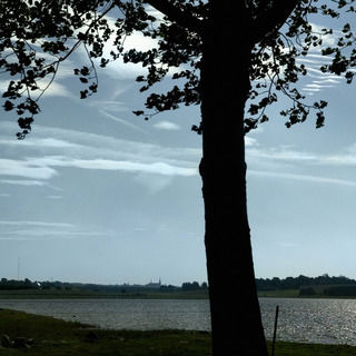 Mørkt træ med vand i baggrunden.