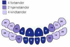 Tegning af tandsæt.